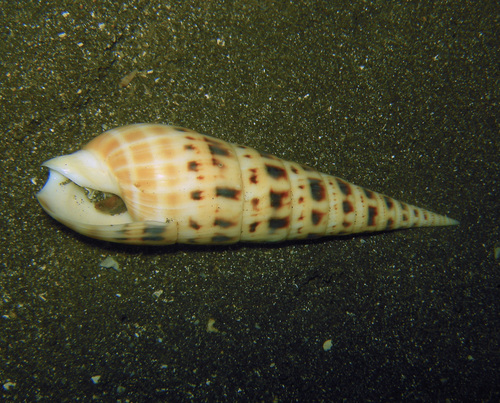 Terebra maculata observed 2025-02-14