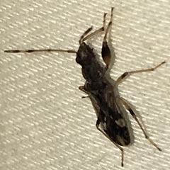 Neopamera albocincta