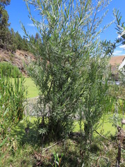 Salix exigua hindsiana