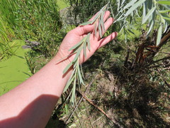 Salix exigua hindsiana