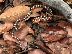 Lampropeltis pyromelana