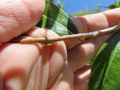 Salix lemmonii