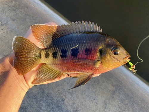 Black mangrove cichlid (Pelmatolapia mariae) — Cichlidae — 3