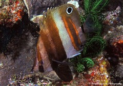 Coradion melanopus