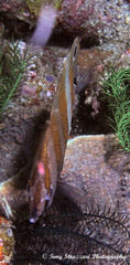 Coradion melanopus