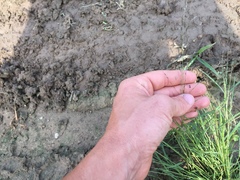 Eragrostis pectinacea