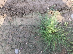 Eragrostis pectinacea