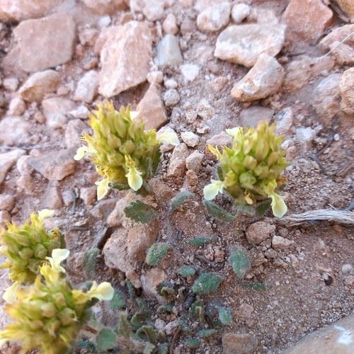 Teucrium compactum, photograph 5