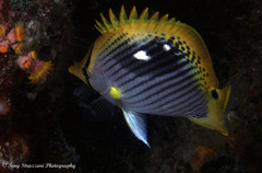 Chaetodon ocellicaudus
