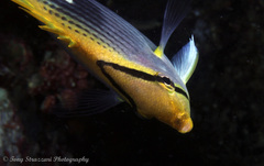 Chaetodon ocellicaudus