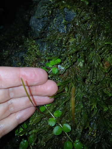 Image of Epilobium pedunculare by (c) naturewatchwidow, some rights reserved (CC BY)
