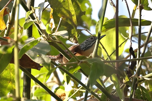 Happy Wren (Pheugopedius felix), photo 5