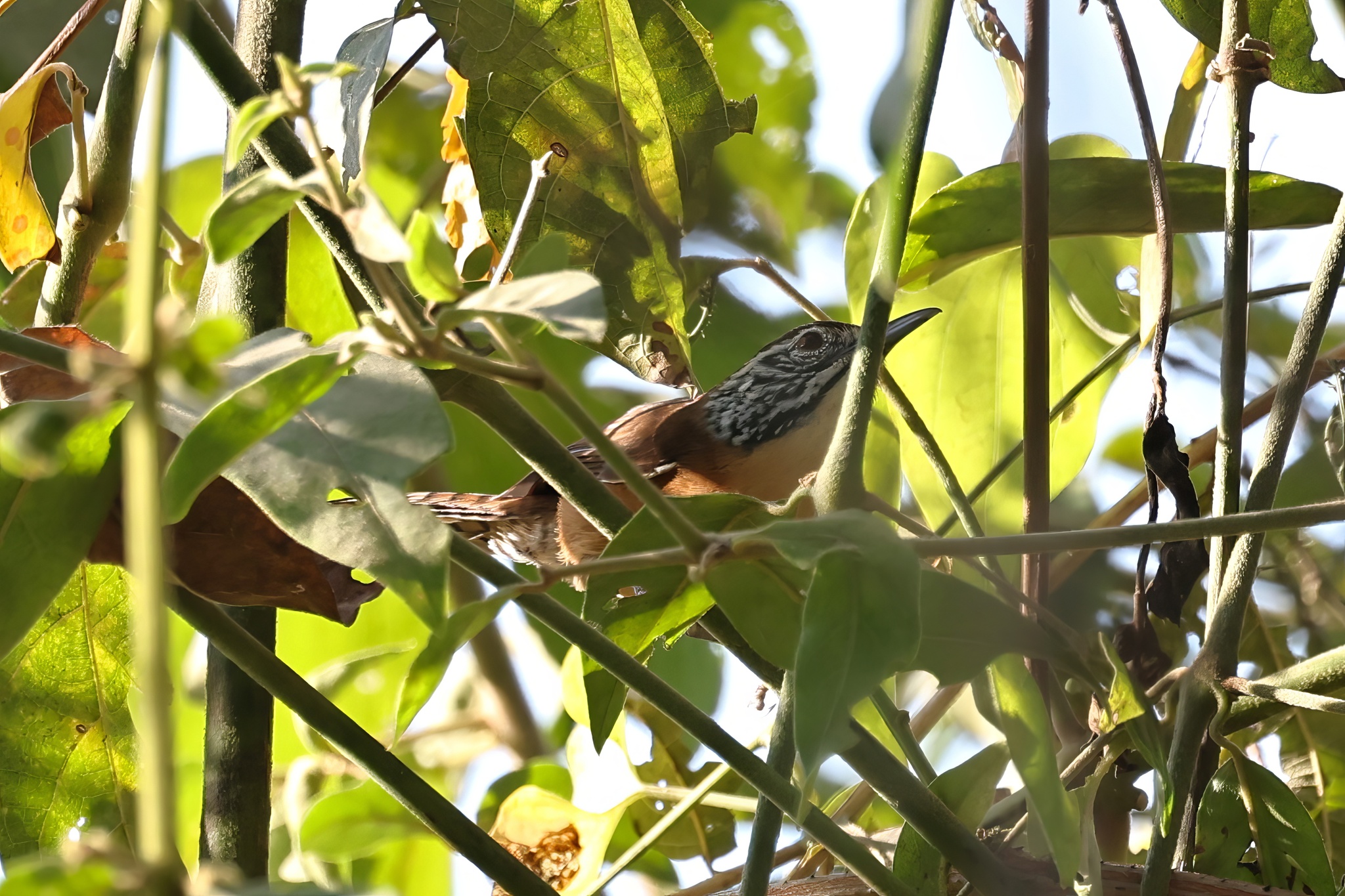 Happy Wren (Pheugopedius felix), photo 5