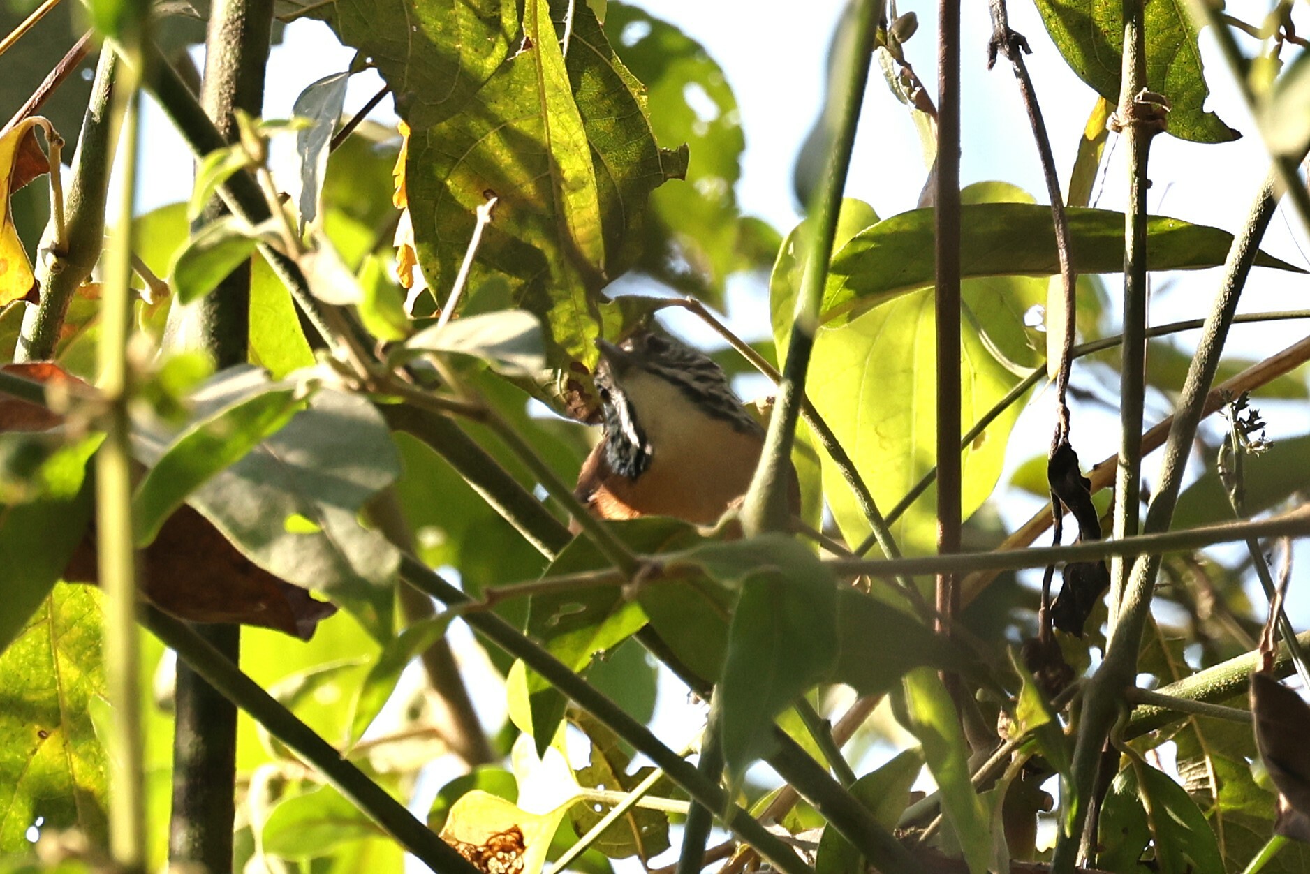 Happy Wren (Pheugopedius felix), photo 6