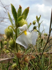 Pombalia calceolaria