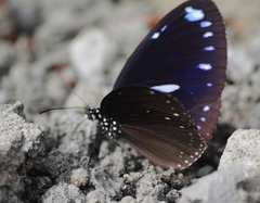Euploea eunice