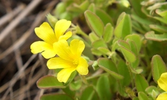 Oxalis frutescens