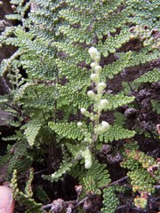 Myriopteris wootonii