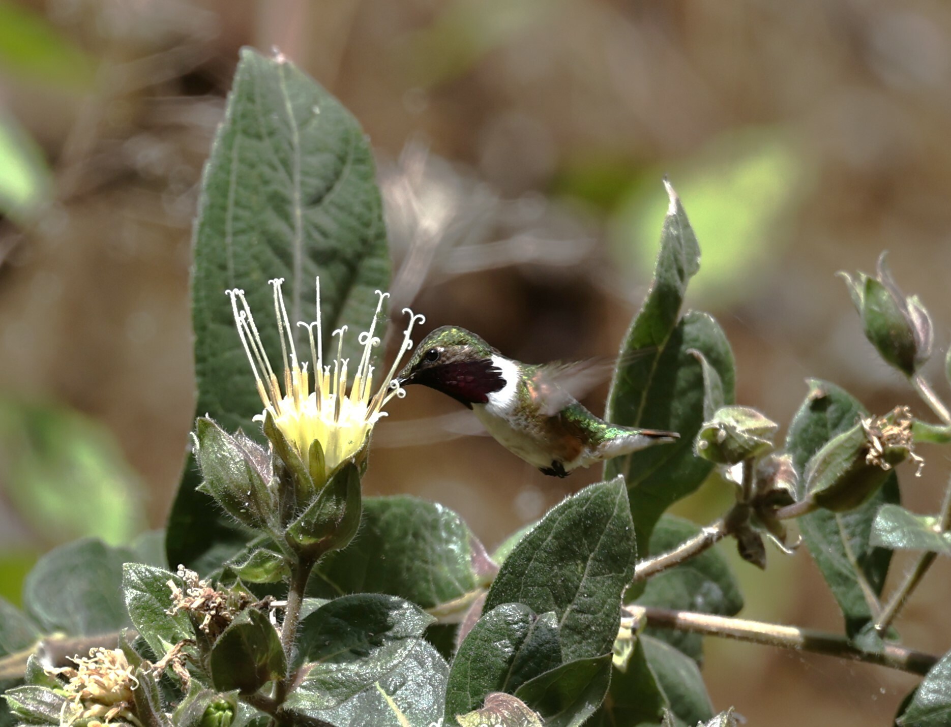 Bumblebee Hummingbird (Selasphorus heloisa), photo 7