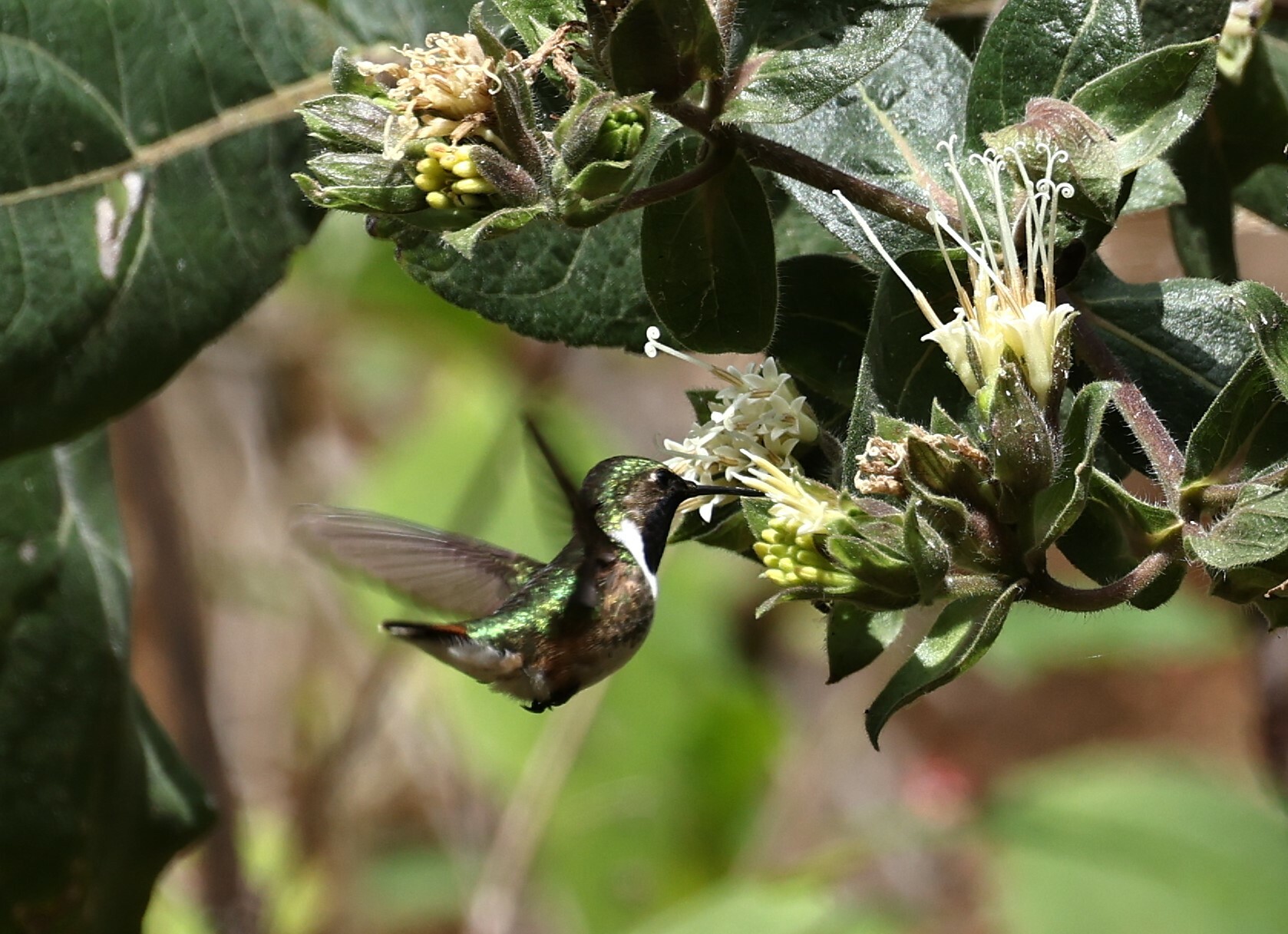 Bumblebee Hummingbird (Selasphorus heloisa), photo 8