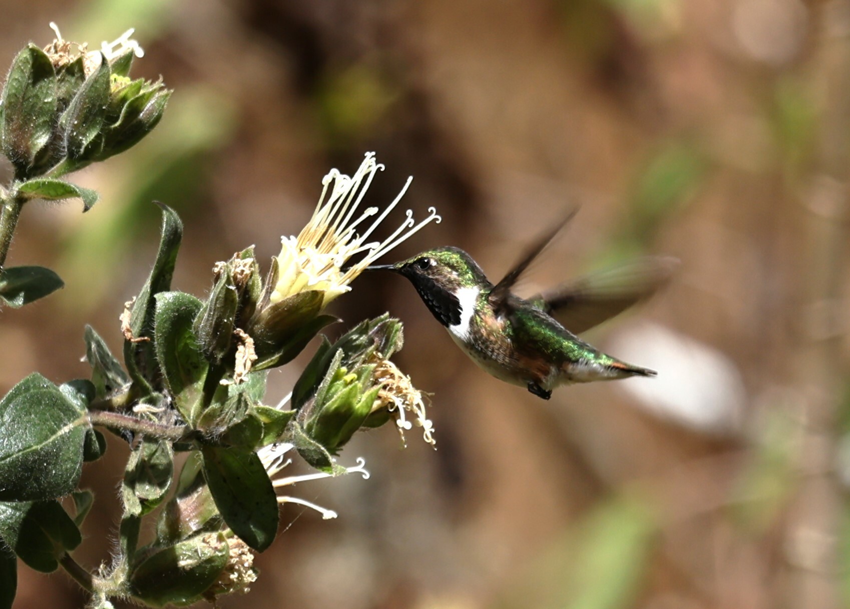 Bumblebee Hummingbird (Selasphorus heloisa), photo 6