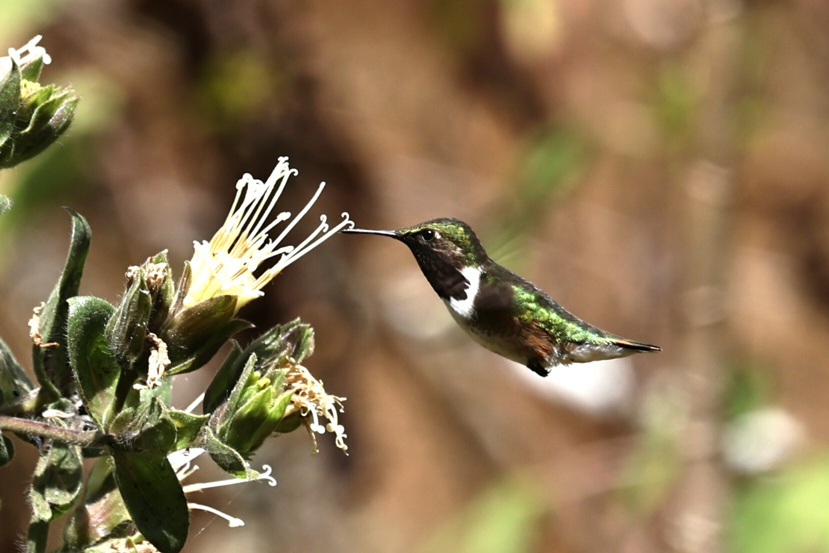 Bumblebee Hummingbird (Selasphorus heloisa), photo 5