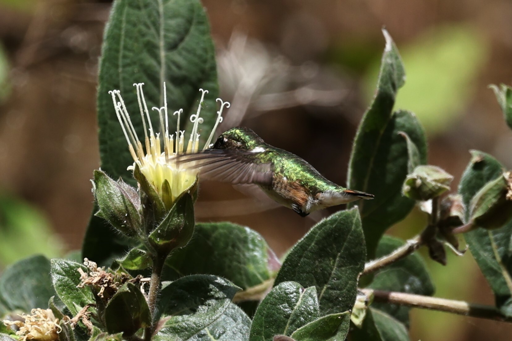 Bumblebee Hummingbird (Selasphorus heloisa), photo 9