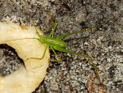 Narrow-beaked Katydid photo 2