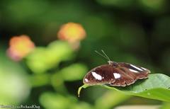 Hypolimnas bolina bolina