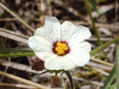 Sida linifolia