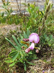 Tephrosia nitens