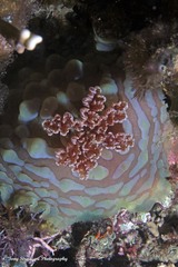 Asteronotus cespitosus