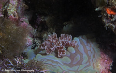 Asteronotus cespitosus