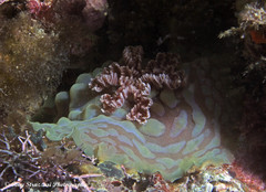 Asteronotus cespitosus