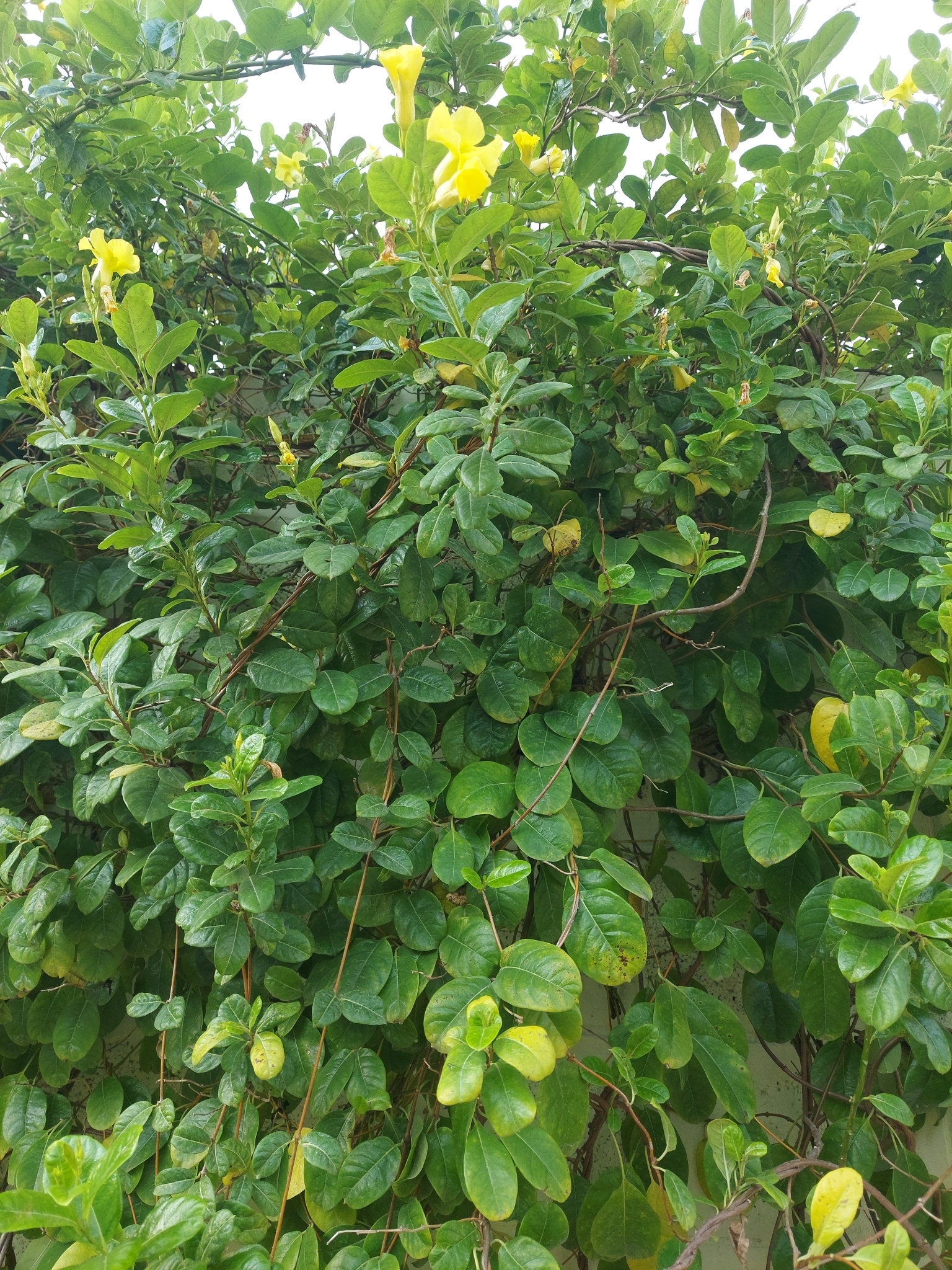 Imagem de Alamanda-de-praia