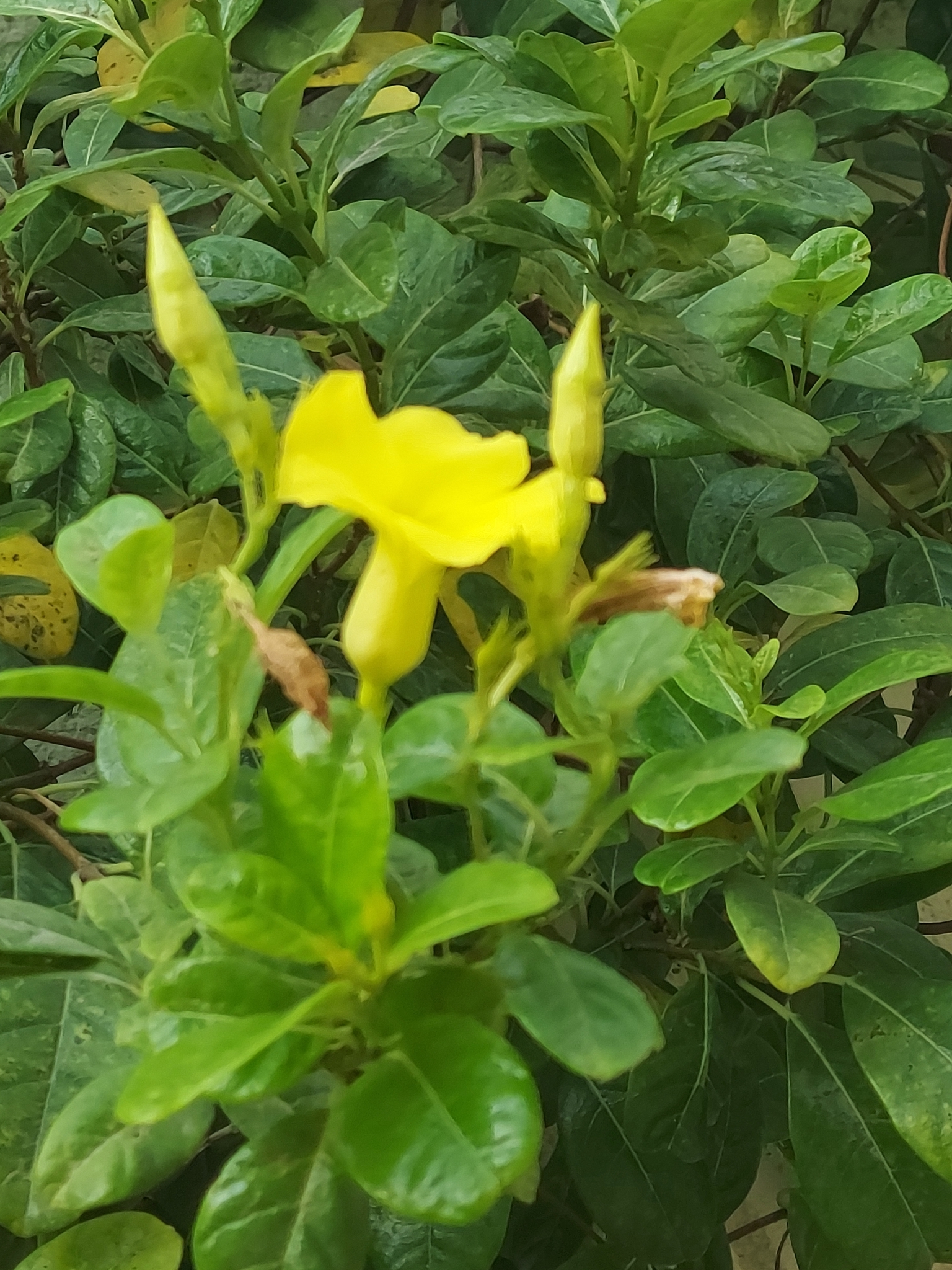 Imagem de Alamanda-de-praia