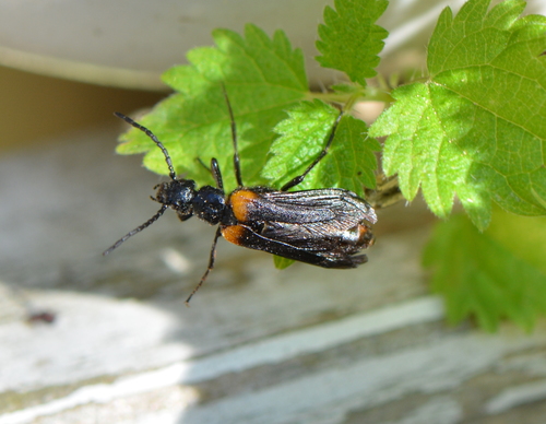 flame-shouldered blister beetle