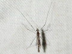 Gonomyia pleuralis