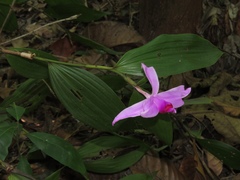 Sobralia decora