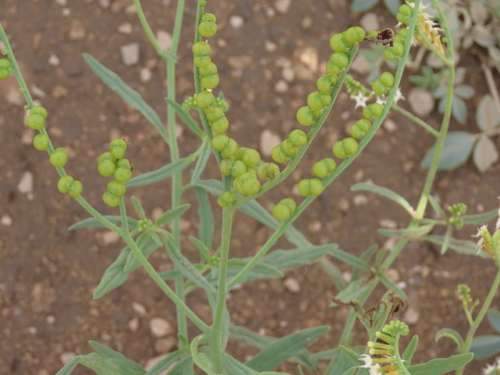 Image of Heliotropium ciliatum by no rights reserved