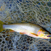 Cutthroat Trout - Photo (c) Michael Yannick, some rights reserved (CC BY-NC), uploaded by Michael Yannick