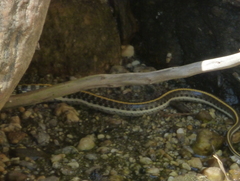 Thamnophis cyrtopsis cyrtopsis