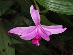 Sobralia decora