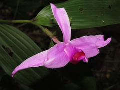 Sobralia decora