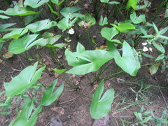 Sagittaria brevirostra