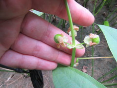 Sagittaria brevirostra