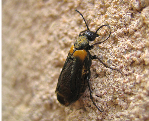 flame-shouldered blister beetle