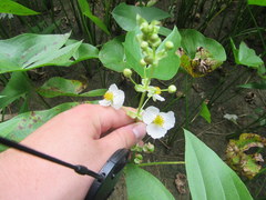 Sagittaria brevirostra