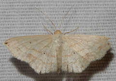 Scopula umbilicata