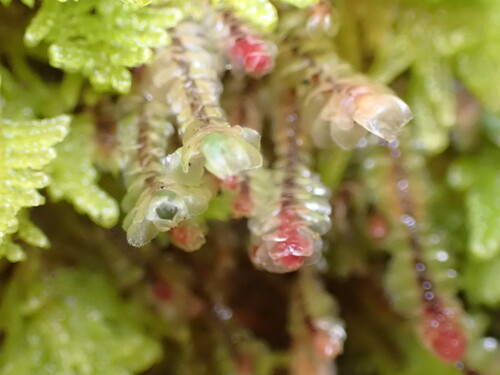 Image of Scapania americana by no rights reserved
